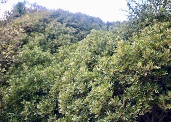 Foto 23 - Rustico strada statale
 
snc, Sant'Antonio di Gallura - foto 23