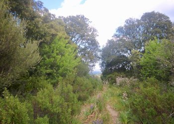 Foto 25 - Rustico strada statale
 
snc, Sant'Antonio di Gallura - foto 25