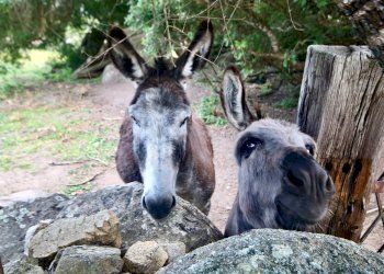 Foto 31 - Rustico strada statale
 
snc, Sant'Antonio di Gallura - foto 31