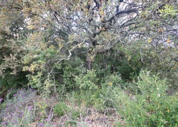 Foto 34 - Rustico strada statale
 
snc, Sant'Antonio di Gallura - foto 34