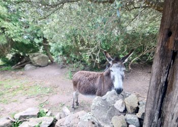 Foto 38 - Rustico strada statale
 
snc, Sant'Antonio di Gallura - foto 38