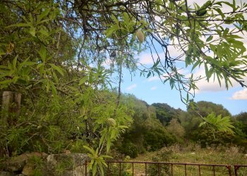 Foto 40 - Rustico strada statale
 
snc, Sant'Antonio di Gallura - foto 40