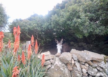 Foto 45 - Rustico strada statale
 
snc, Sant'Antonio di Gallura - foto 45