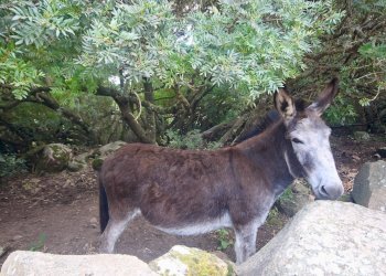 Foto 46 - Rustico strada statale
 
snc, Sant'Antonio di Gallura - foto 46