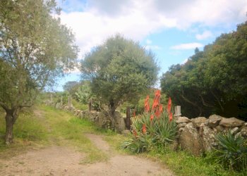 Foto 47 - Rustico strada statale
 
snc, Sant'Antonio di Gallura - foto 47