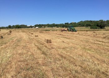 Foto 9 - Attività Commerciale Località Nicola Calta
 
snc, Arzachena - foto 9