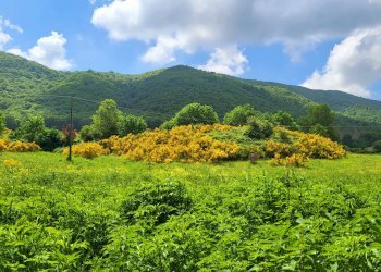 Foto 1 - Agricultural land Via del Vivaro, Rocca di Papa - photo 1