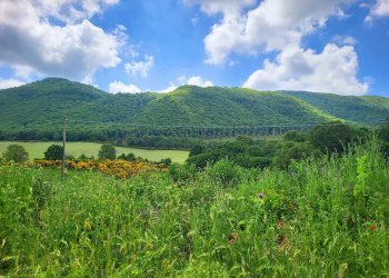 Foto 2 - Agricultural land Via del Vivaro, Rocca di Papa - photo 2