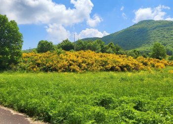 Foto 3 - Agricultural land Via del Vivaro, Rocca di Papa - photo 3