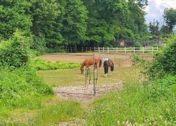 Foto 18 - Agricultural land Via del Vivaro, Rocca di Papa - photo 18