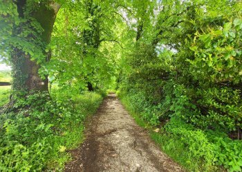 Foto 21 - Agricultural land Via del Vivaro, Rocca di Papa - photo 21