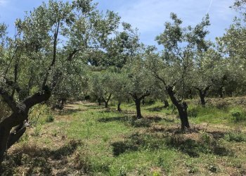 Foto 13 - Rustico Contrada Cerchi Grossi, Pollutri - foto 13