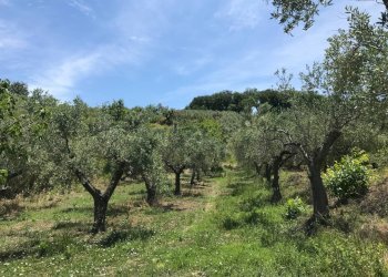 Foto 16 - Rustico Contrada Cerchi Grossi, Pollutri - foto 16