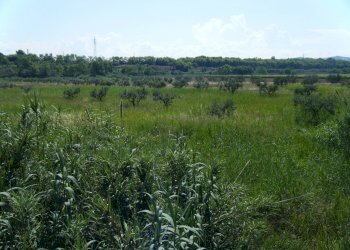 Foto 4 - Agriturismo SS 16 SUD, San Salvo - foto 4