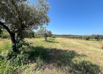 Foto 10 - Agriturismo SS 16 SUD, San Salvo - foto 10