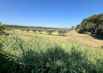 Foto 16 - Agriturismo SS 16 SUD, San Salvo - foto 16