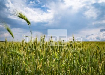 terreno - Agricultural land via Monte Grappa, Marcon - photo 5