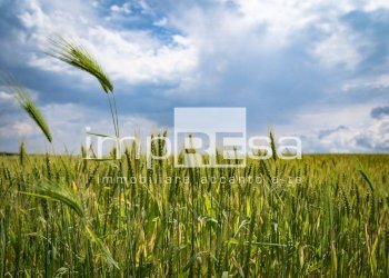 TERRENO AGRICOLO - Terreno agricolo via del Tegolone, Casale sul Sile - foto 10