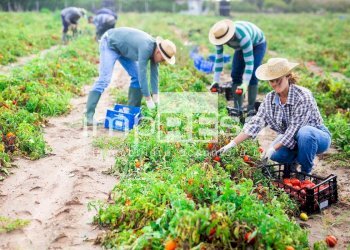 TERRENO AGRICOLO - Terreno agricolo via del Tegolone, Casale sul Sile - foto 18