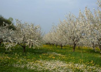 Foto 1 - Terreno agricolo Monsampolo del Tronto - foto 1