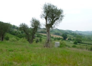 Foto 7 - Rustico Contrada Comunanza - Loc. PRETAROLO, Monsampolo del Tronto - foto 7