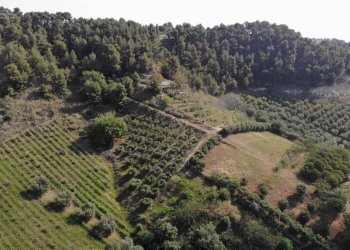 Foto 3 - Agricultural land Via Santa lucia
snc, Monteprandone - photo 3