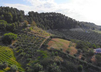 Foto 4 - Agricultural land Via Santa lucia
snc, Monteprandone - photo 4