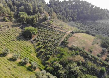 Foto 6 - Agricultural land Via Santa lucia
snc, Monteprandone - photo 6