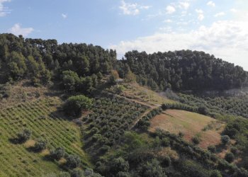 Foto 16 - Agricultural land Via Santa lucia
snc, Monteprandone - photo 16