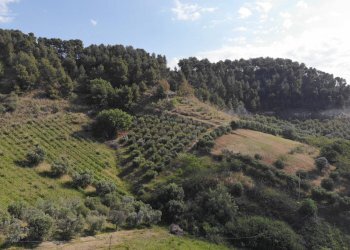 Foto 17 - Agricultural land Via Santa lucia
snc, Monteprandone - photo 17