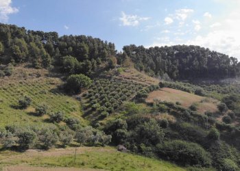 Foto 18 - Agricultural land Via Santa lucia
snc, Monteprandone - photo 18