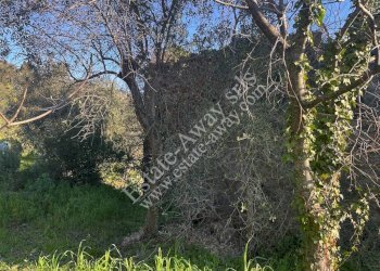 Foto 14 - Rustic Via penne nere, Bordighera - photo 14