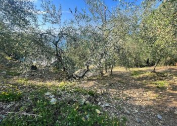 Foto 3 - Terreno edificabile strada nuova, Cipressa - foto 3