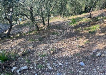 Foto 9 - Terreno edificabile strada nuova, Cipressa - foto 9