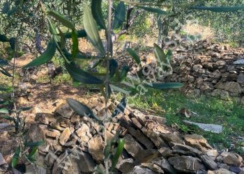 Foto 10 - Terreno edificabile strada nuova, Cipressa - foto 10