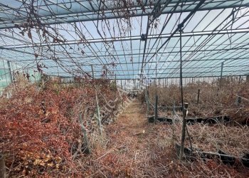 Foto 13 - Terreno edificabile Strada Termini, Ospedaletti - foto 13