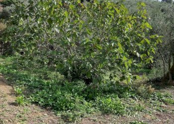 Foto 18 - Independent house Via carli, Imperia - photo 18