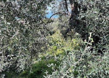 Foto 4 - Terreno edificabile Via Coggiola, Bordighera - foto 4