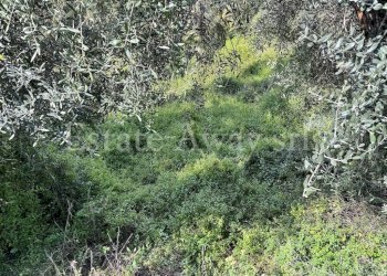 Foto 5 - Terreno edificabile Via Coggiola, Bordighera - foto 5