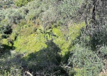 Foto 8 - Terreno edificabile Via Coggiola, Bordighera - foto 8