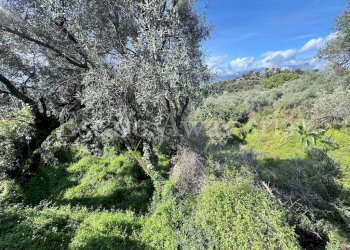 Foto 9 - Terreno edificabile Via Coggiola, Bordighera - foto 9