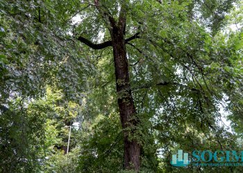 Foto 35 - Locale Commerciale via Risorgimento
 
1, Monza - foto 35