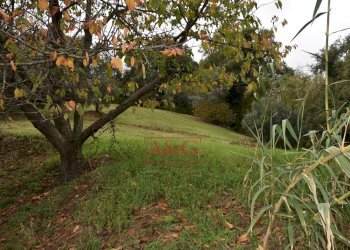 Foto 14 - Rustico Contrada Saan Biagio
 
328, Penna San Giovanni - foto 14