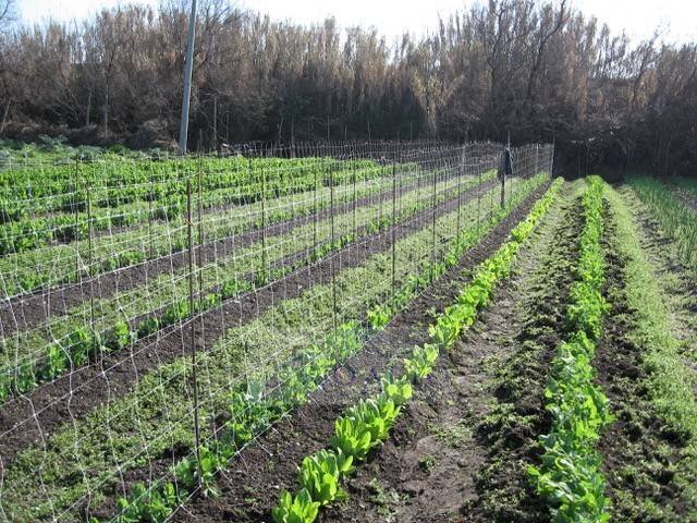 Foto 3 - Terreno agricolo Venezia - foto 3