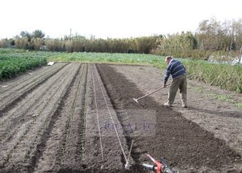 Foto 2 - Agricultural land Venezia - photo 2