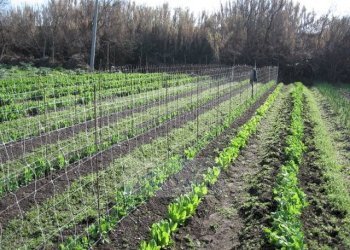 Foto 3 - Agricultural land Venezia - photo 3