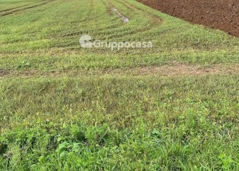 Foto 15 - Terreno agricolo Via Vicinale del Longo, Bernate Ticino - foto 15