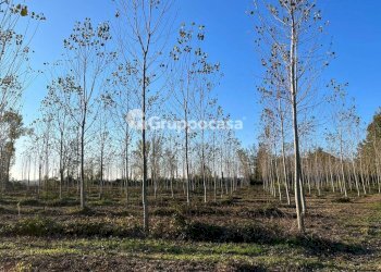 Foto 12 - Terreno agricolo Magenta - foto 11