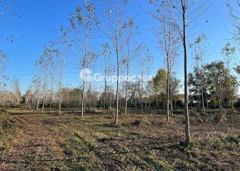 Foto 13 - Terreno agricolo Magenta - foto 12