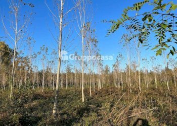 Foto 15 - Terreno agricolo Magenta - foto 14